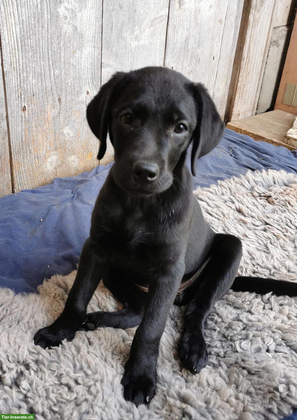 Bild 2: Schwarzer Labrador Welpe (weiblich) zu verkaufen