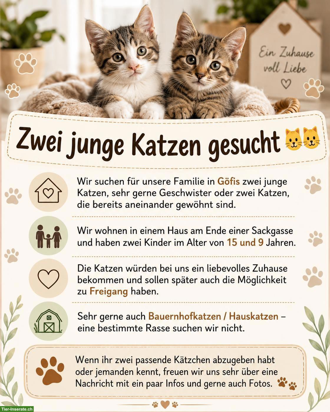2 junge Katzen gesucht 🐱🐱