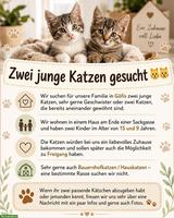 2 junge Katzen gesucht 🐱🐱