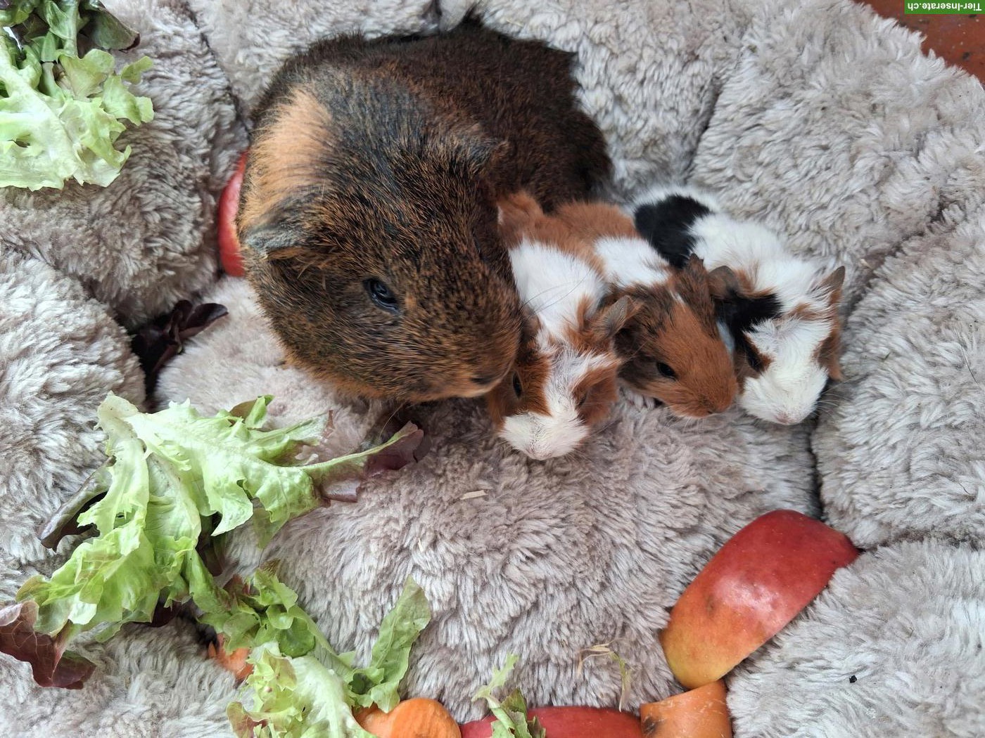 Herzige junge Meerschweinchen Strubbeli zu verkaufen