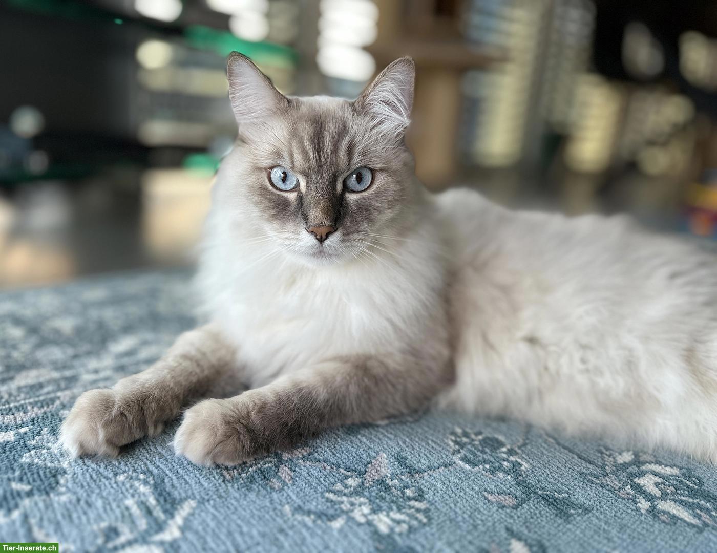 Neva Masquarade Kater sucht liebevolles Zuhause
