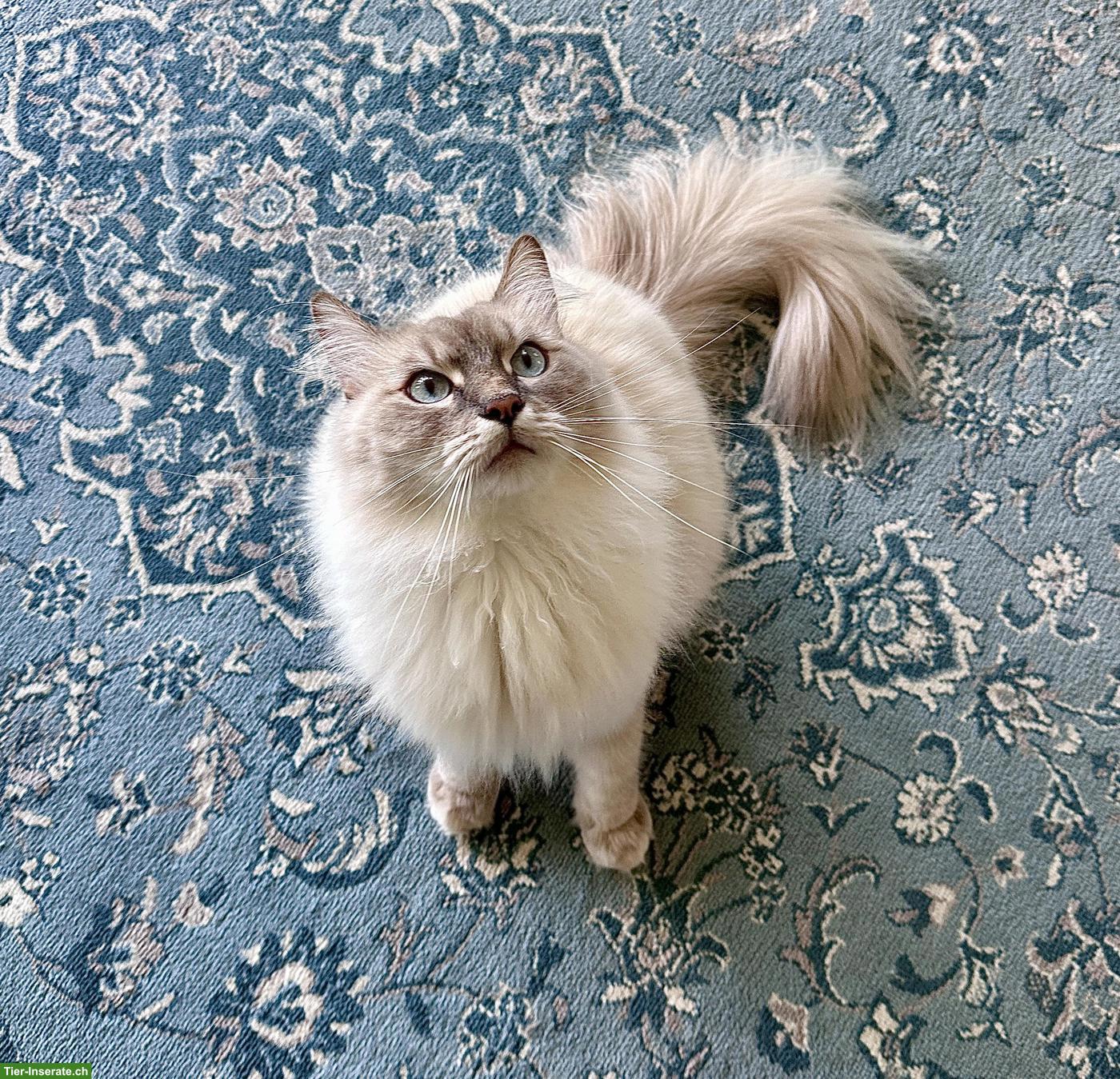 Bild 3: Neva Masquarade Kater sucht liebevolles Zuhause
