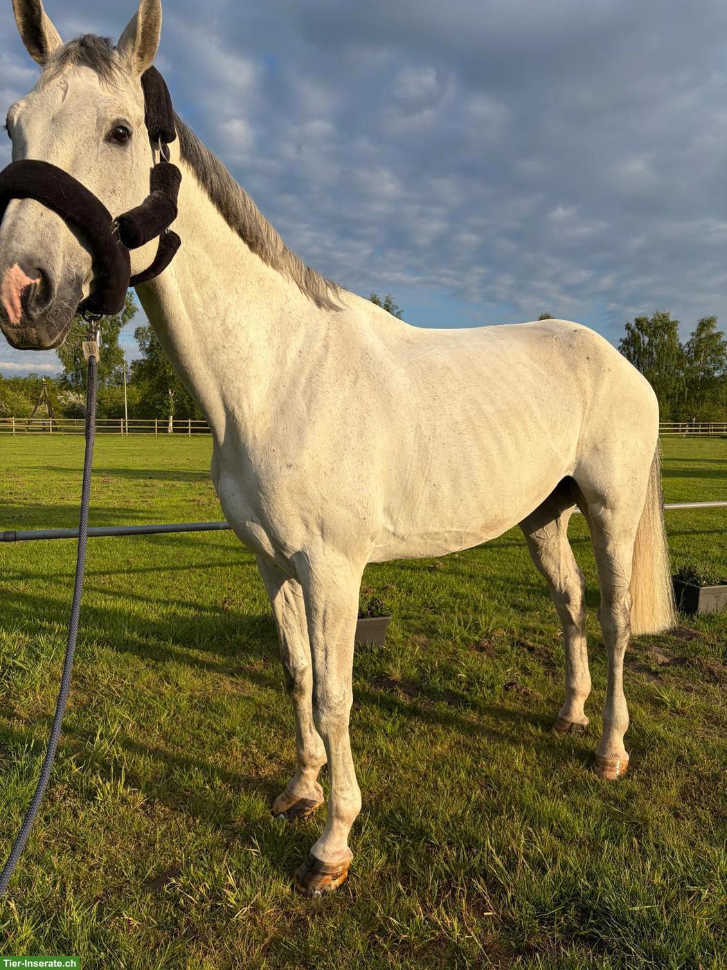 Bild 4: Traumschimmel, 11-jährig, 180cm