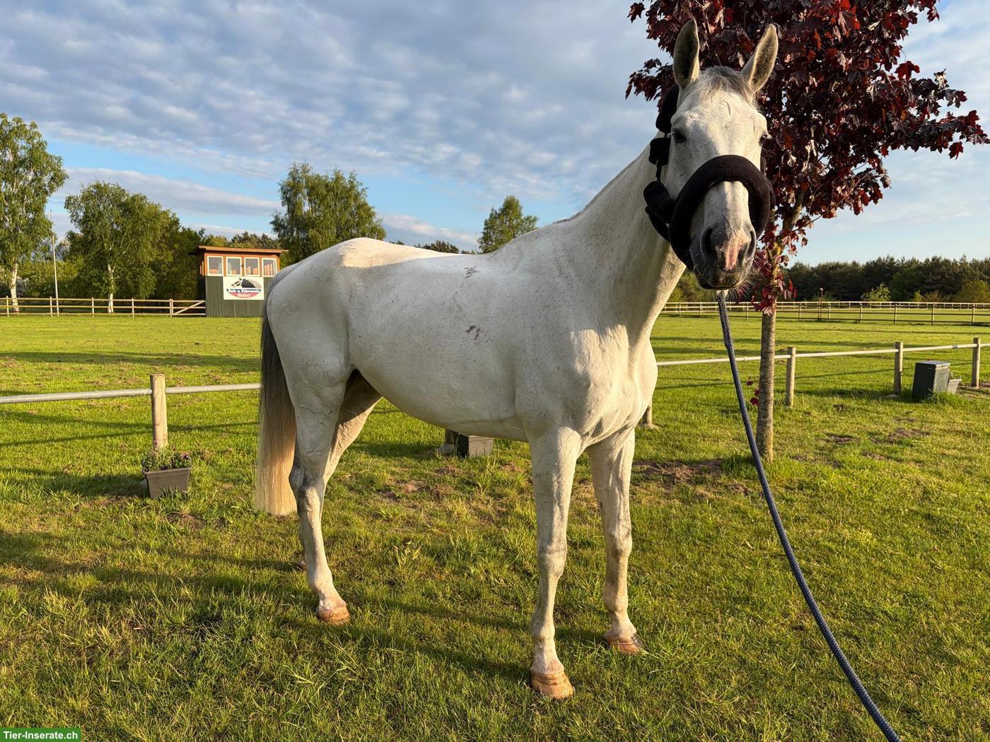 Bild 7: Traumschimmel, 11-jährig, 180cm