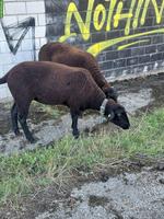 Schwarzbraunes Bergschafe, Auen mit oder ohne Jungtiere