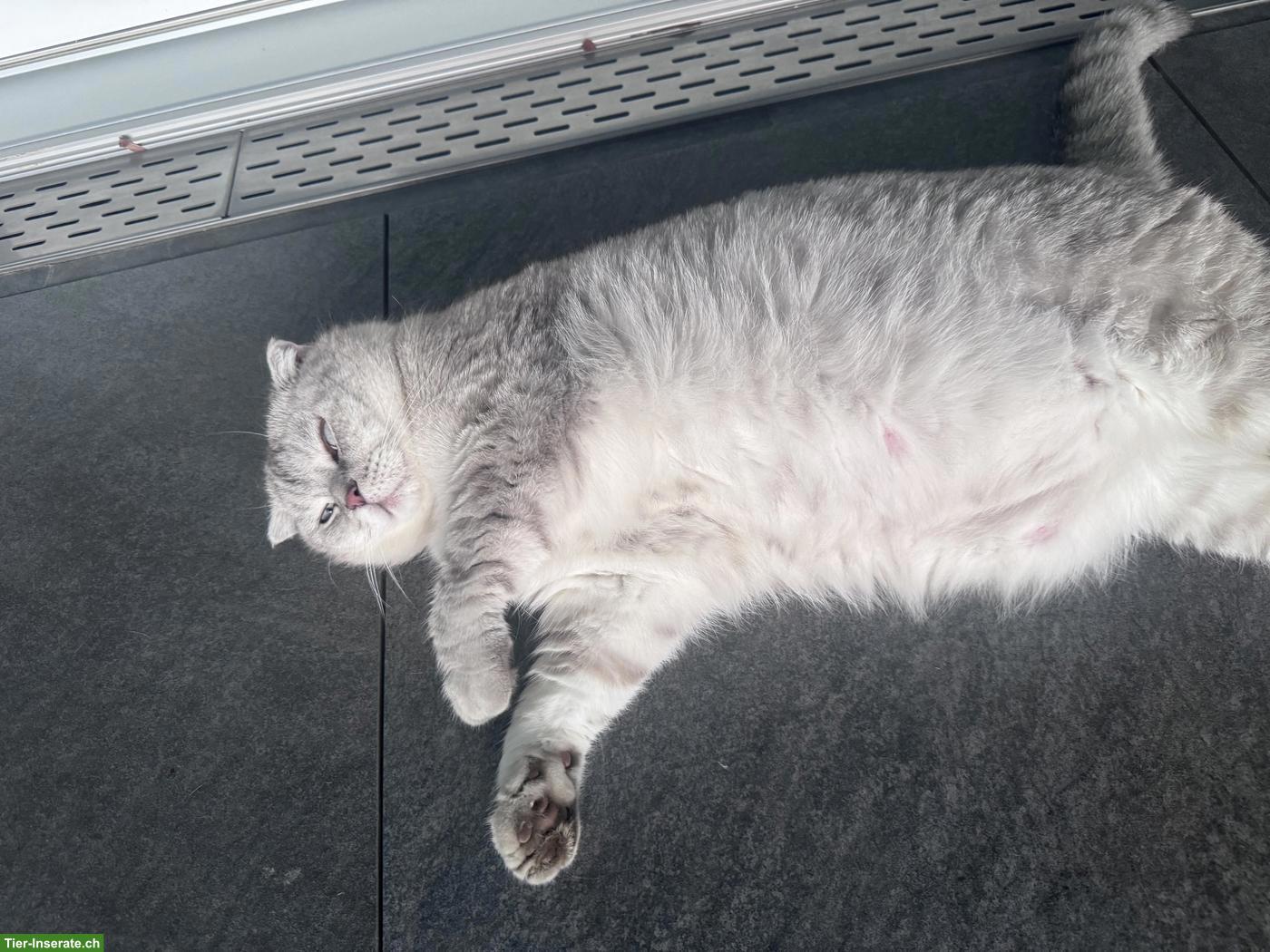 Mischlingskater Pamuk sucht fürsorgliches Zuhause ❤️