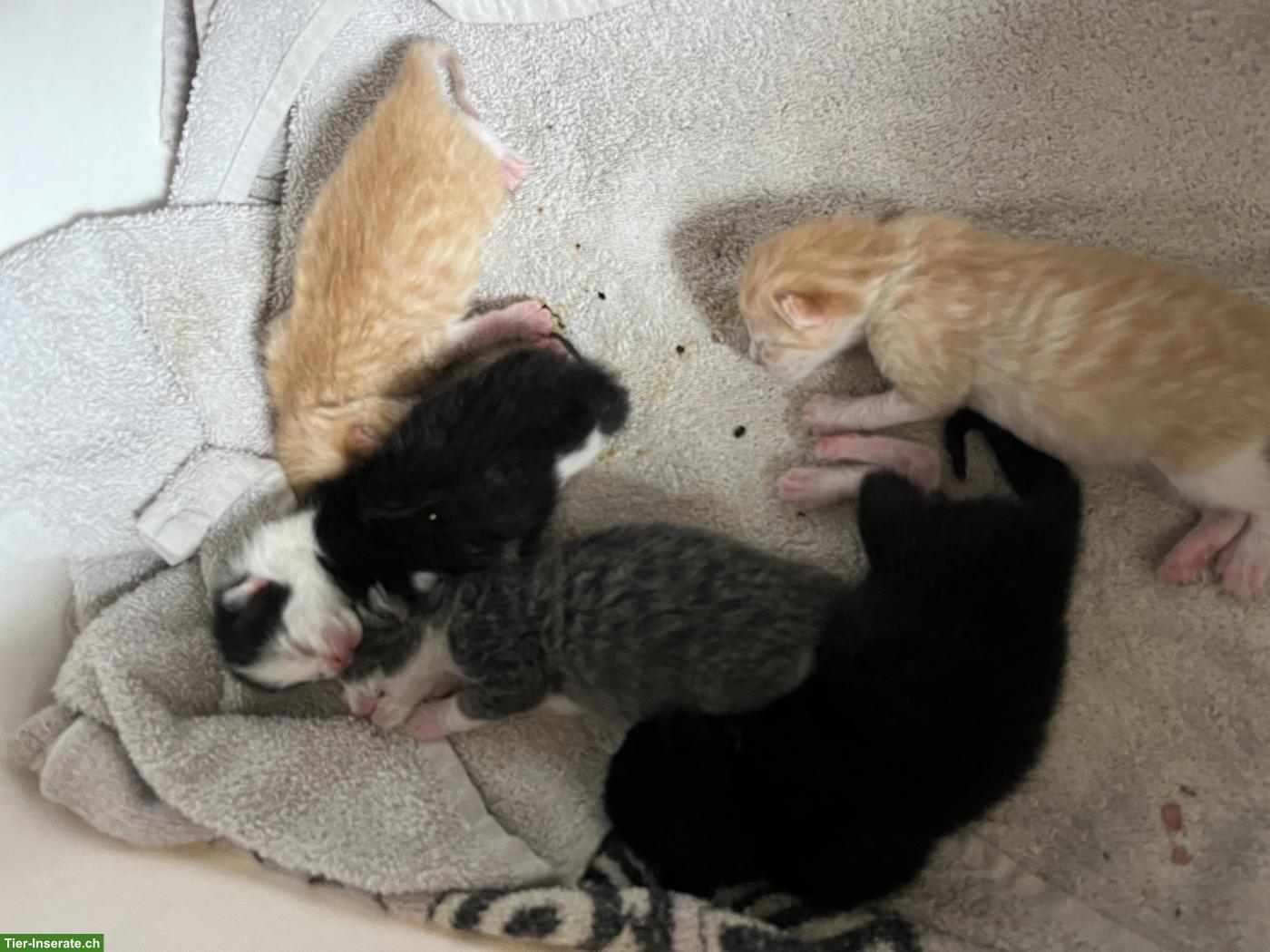 Katzenbabys, frisch geboren, suchen Zuhause mit Freilauf
