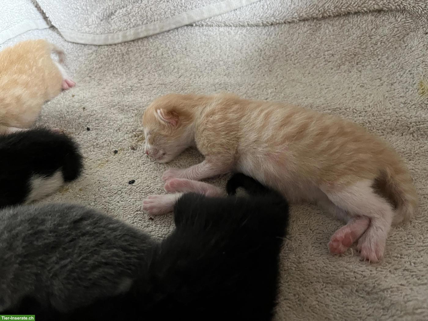 Bild 2: Katzenbabys, frisch geboren, suchen Zuhause mit Freilauf