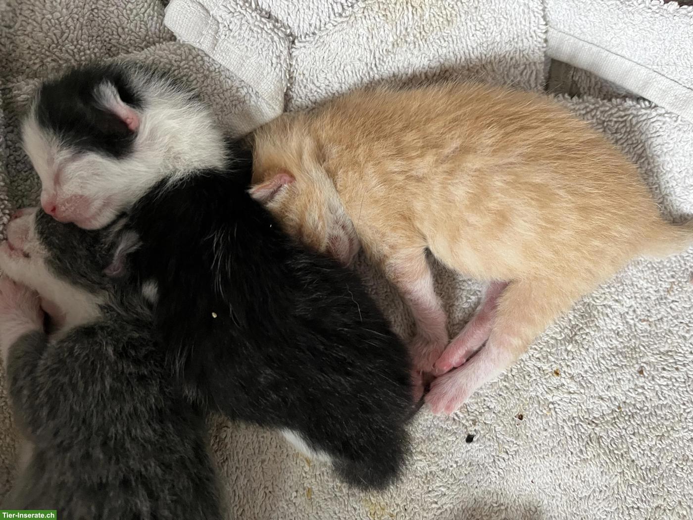 Bild 3: Katzenbabys, frisch geboren, suchen Zuhause mit Freilauf