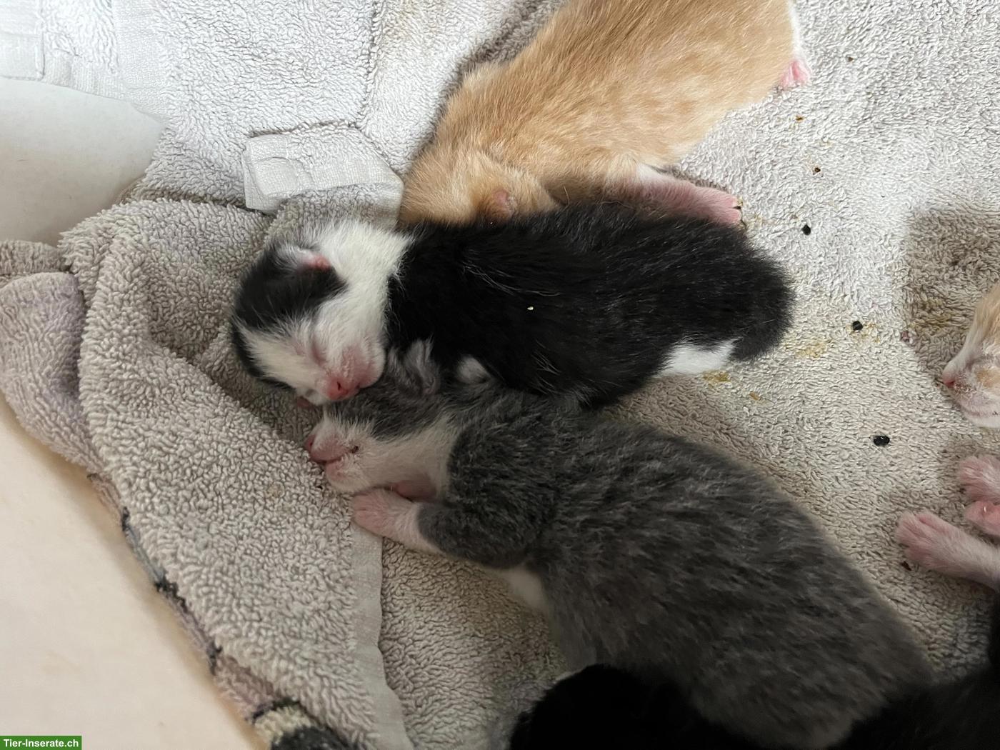 Bild 4: Katzenbabys, frisch geboren, suchen Zuhause mit Freilauf