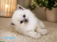 Liebevolle Ragdoll Kitten suchen ihr Zuhause 🐾