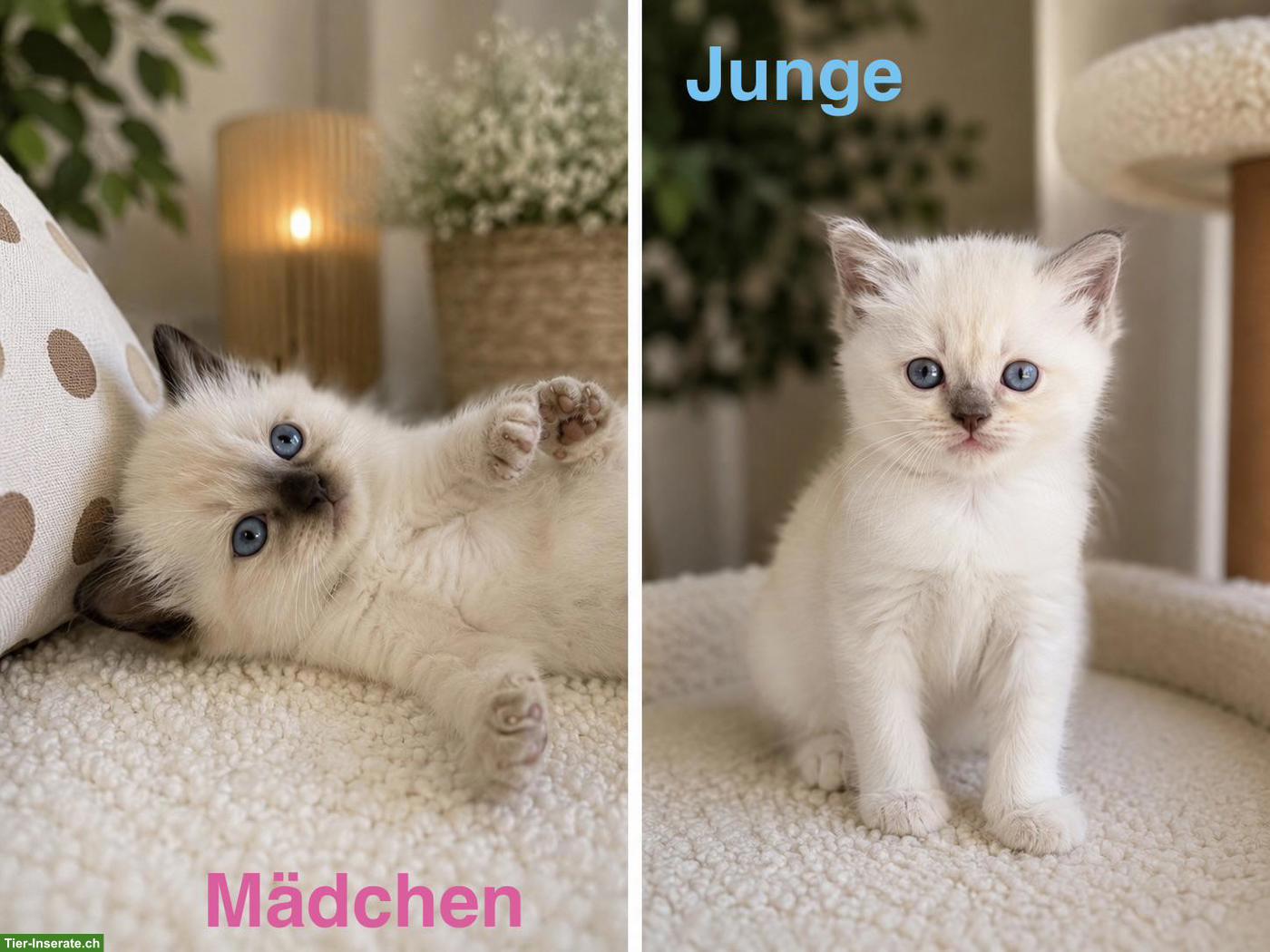 Bild 2: Liebevolle Ragdoll Kitten suchen ihr Zuhause 🐾