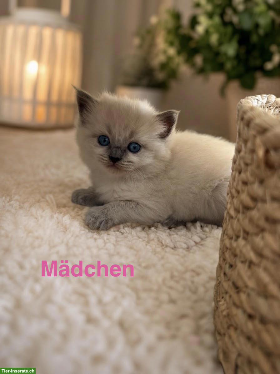 Bild 3: Liebevolle Ragdoll Kitten suchen ihr Zuhause 🐾