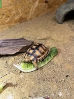 2 junge Ägyptische Landschildkröten als Pärchen mit Terrarium