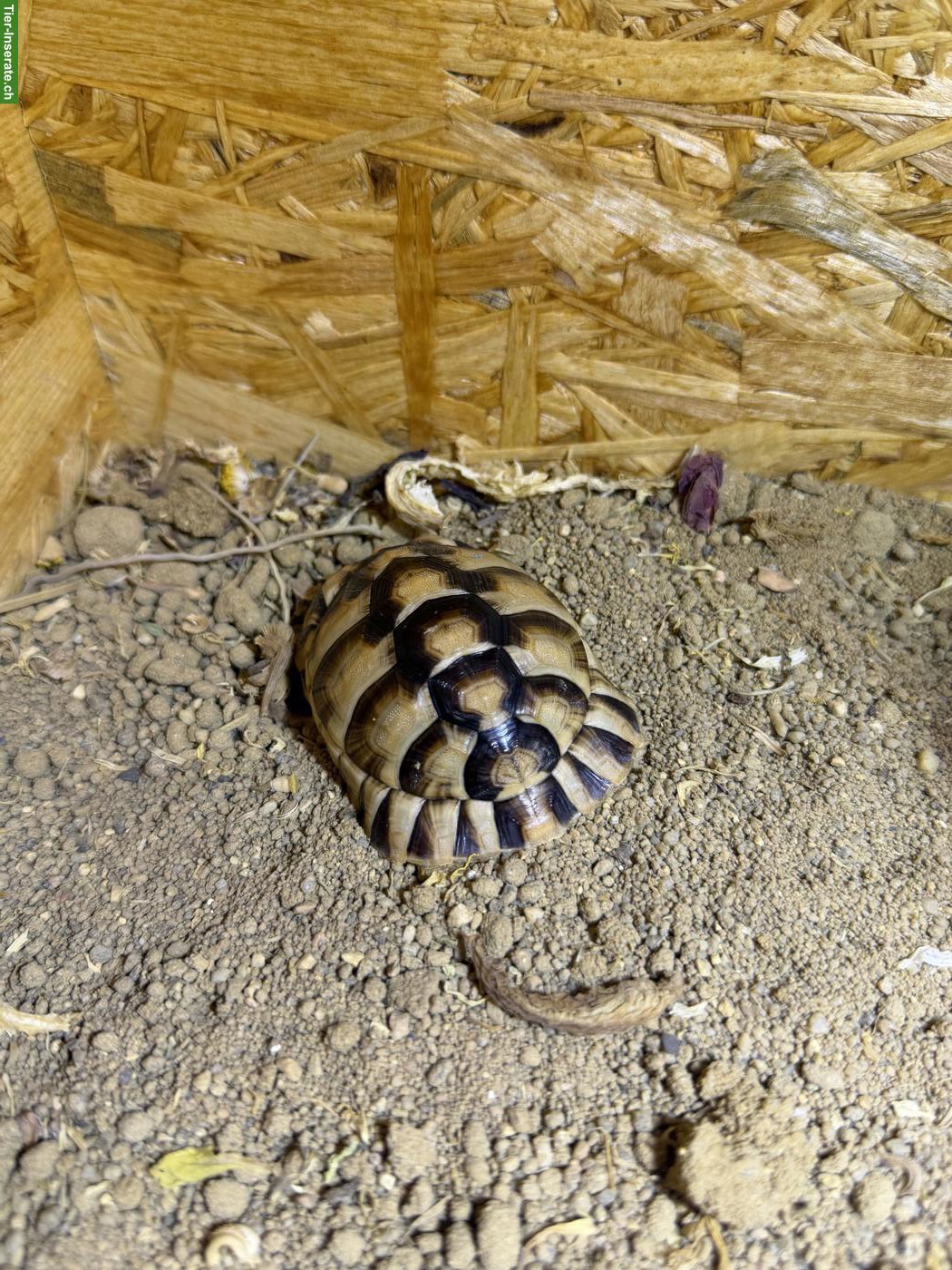Bild 2: 2 junge Ägyptische Landschildkröten als Pärchen mit Terrarium
