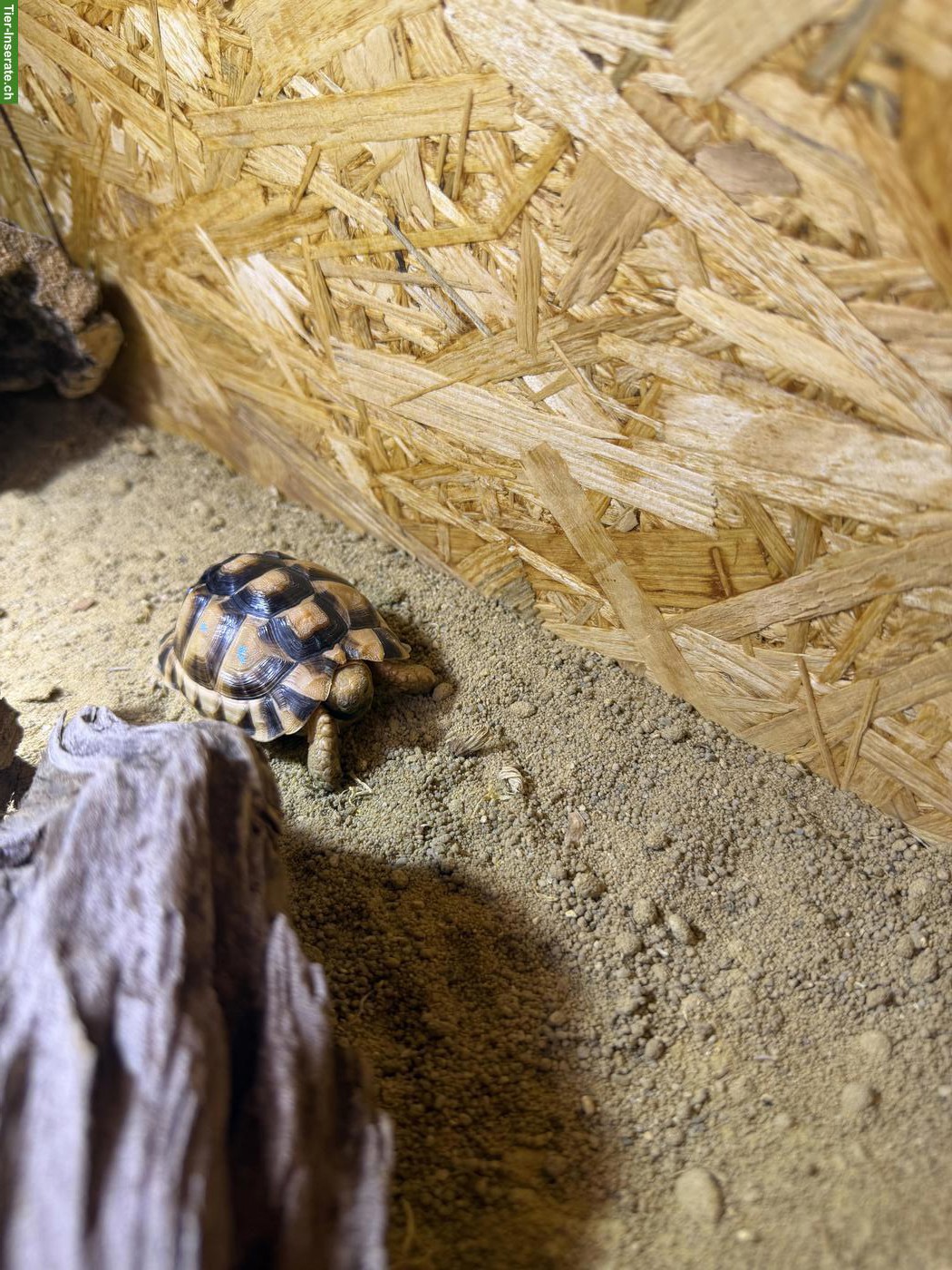Bild 3: 2 junge Ägyptische Landschildkröten als Pärchen mit Terrarium
