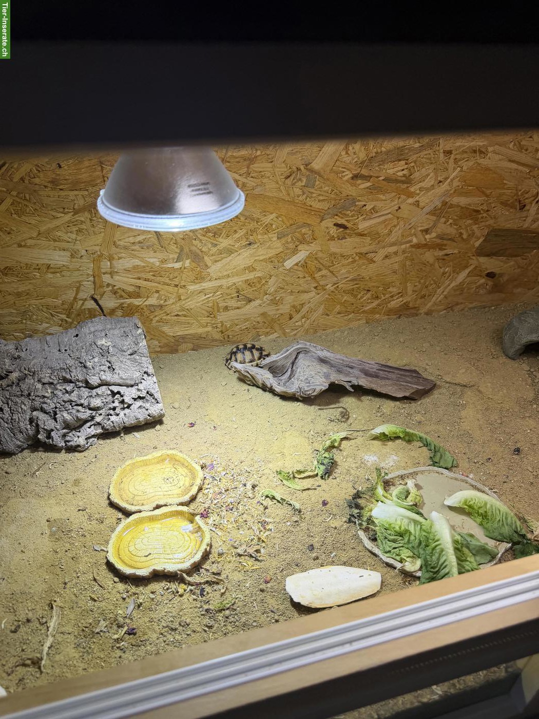 Bild 4: 2 junge Ägyptische Landschildkröten als Pärchen mit Terrarium