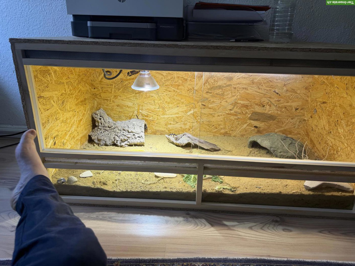 Bild 5: 2 junge Ägyptische Landschildkröten als Pärchen mit Terrarium