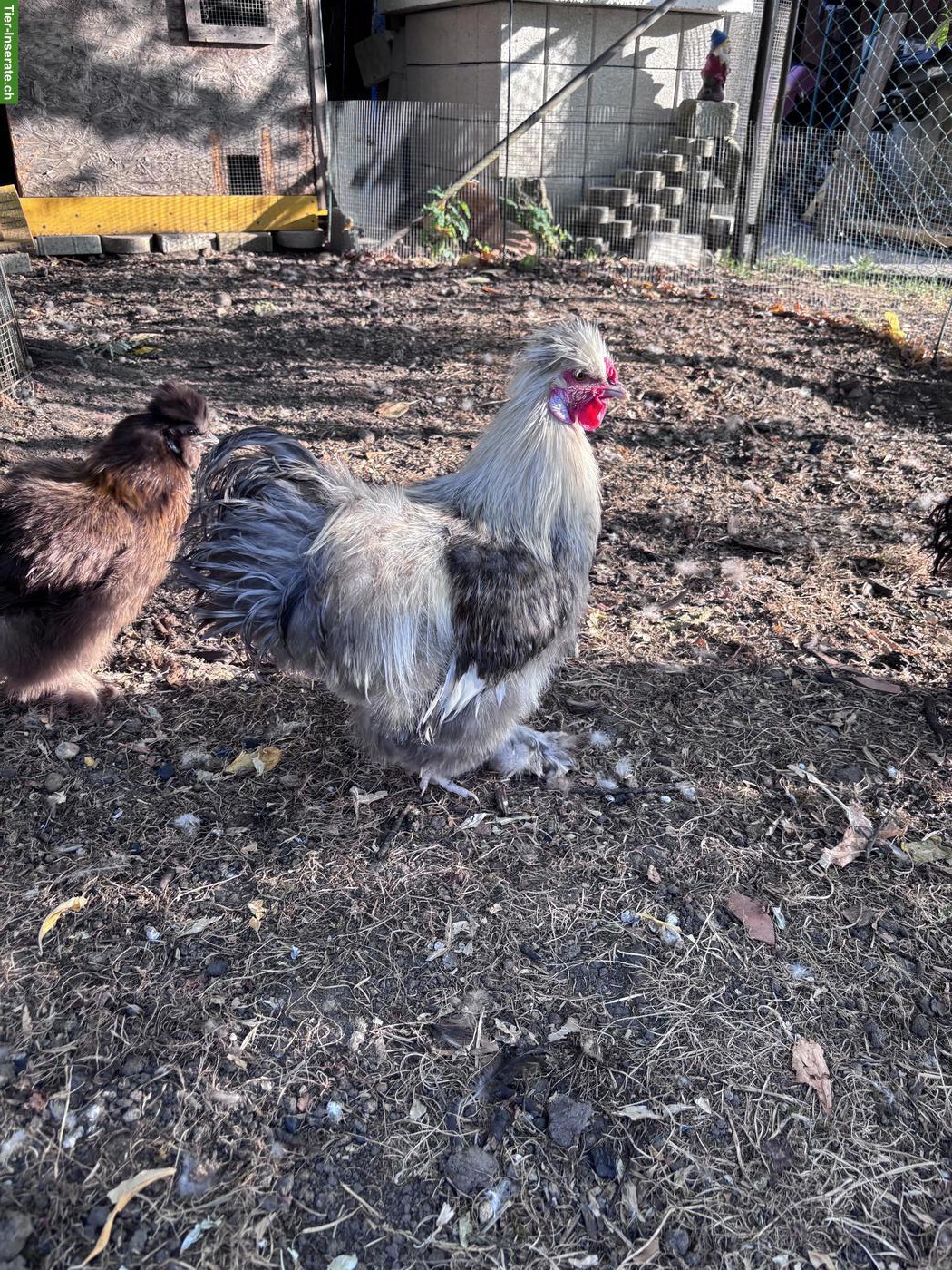 Seidenhuhn Hähne zu verschenken