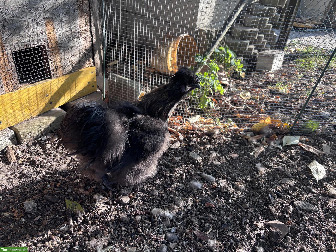 Bild 3: Seidenhuhn Hähne zu verschenken