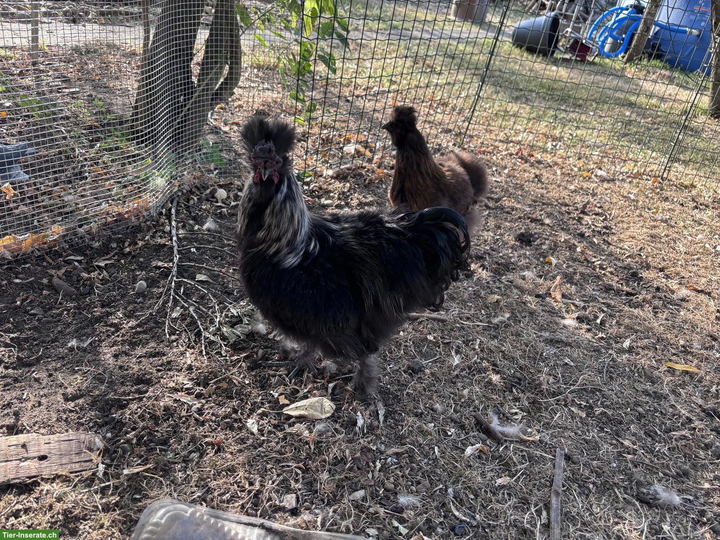 Bild 4: Seidenhuhn Hähne zu verschenken