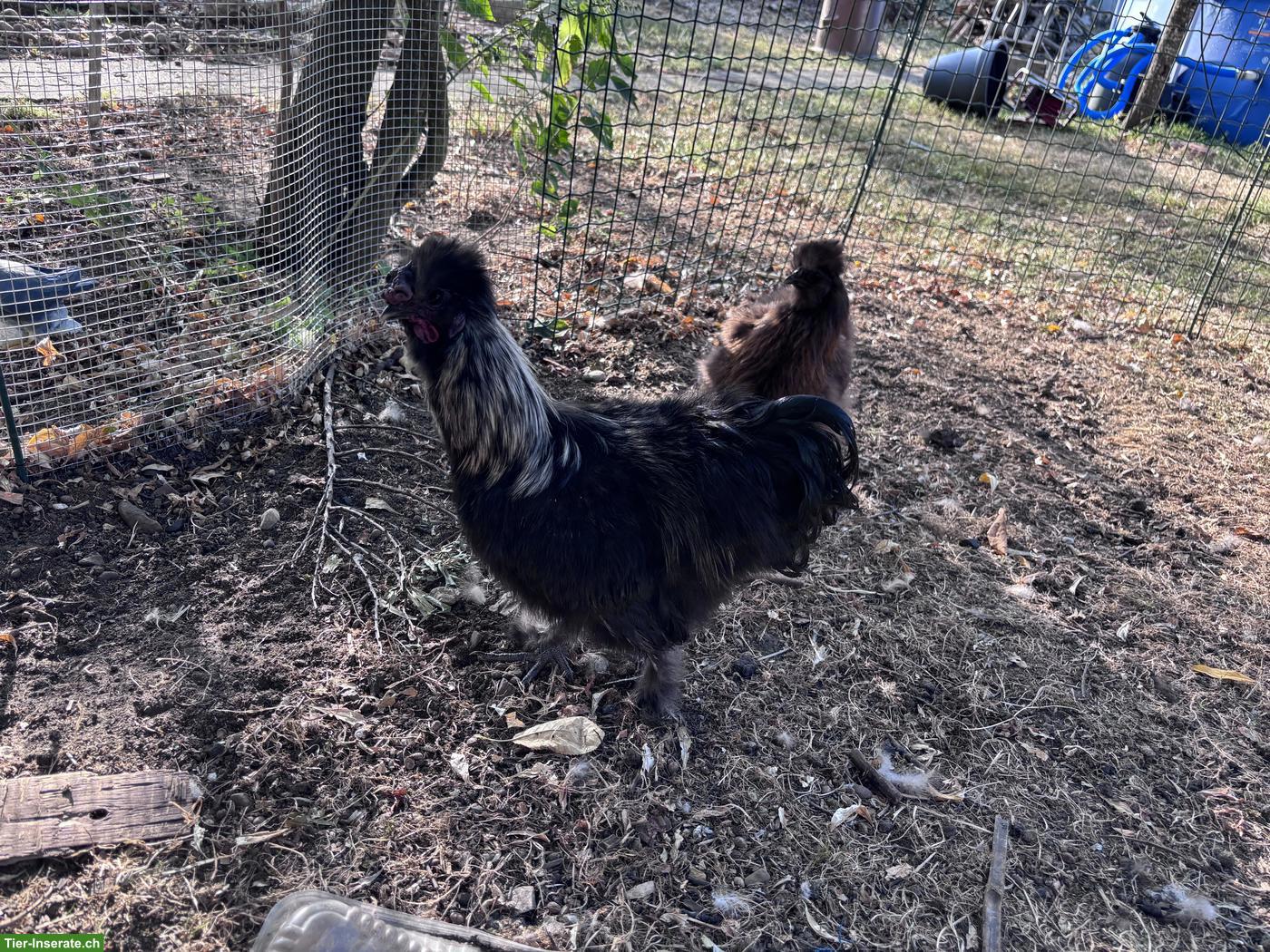 Bild 5: Seidenhuhn Hähne zu verschenken