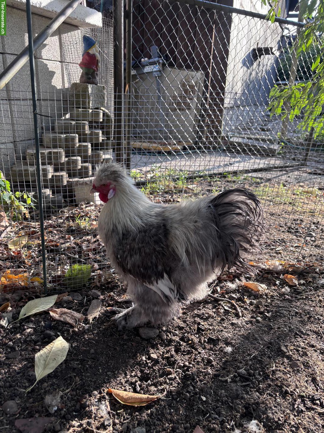 Bild 6: Seidenhuhn Hähne zu verschenken