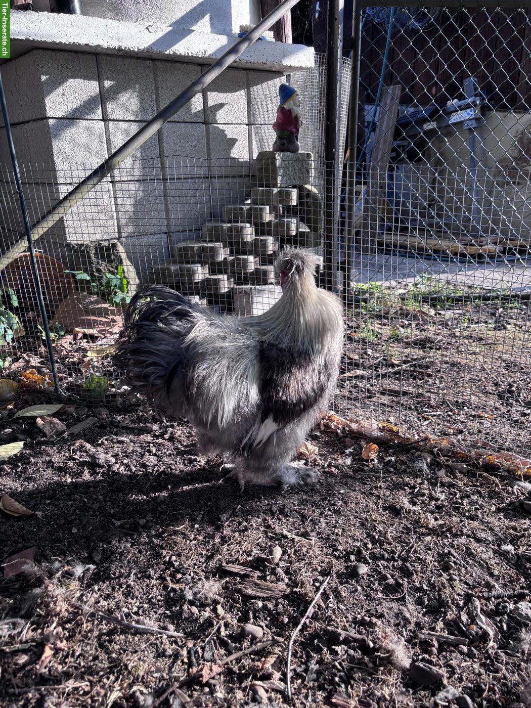 Bild 7: Seidenhuhn Hähne zu verschenken