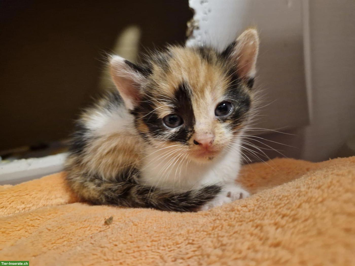 Dreifarbiges Kitten sucht noch Ihr Für-immer-Zuhause