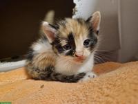 Dreifarbiges Kitten sucht noch Ihr Für-immer-Zuhause