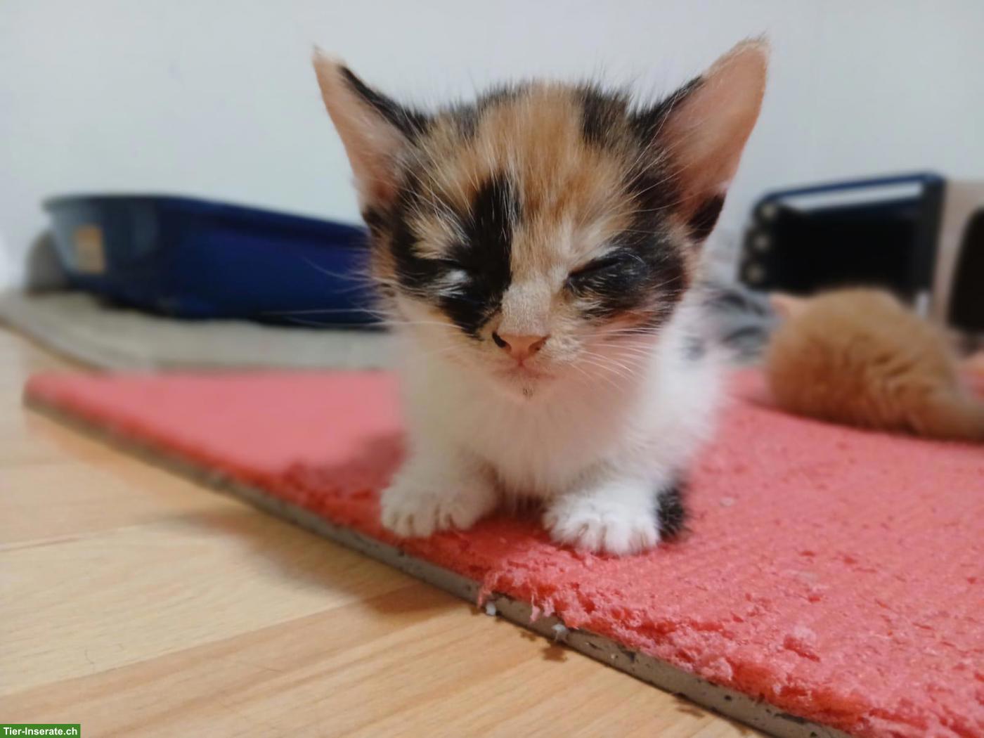 Bild 2: Dreifarbiges Kitten sucht noch Ihr Für-immer-Zuhause