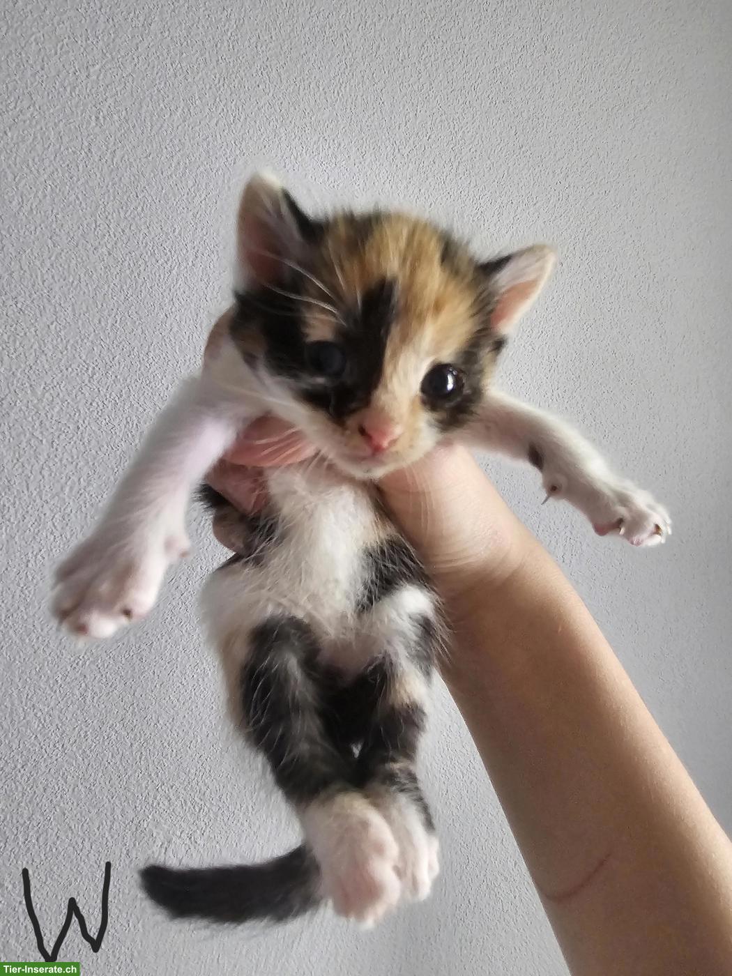 Bild 3: Dreifarbiges Kitten sucht noch Ihr Für-immer-Zuhause