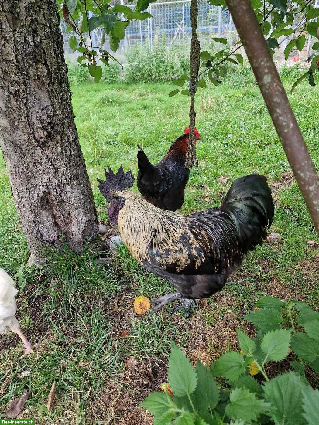 Ayam Cemani Mix Hahn gratis abzugeben