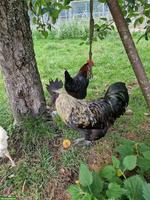 Ayam Cemani Mix Hahn gratis abzugeben