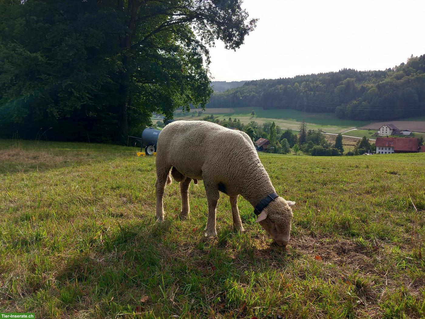 Reinrassiger WAS Widder zu verkaufen