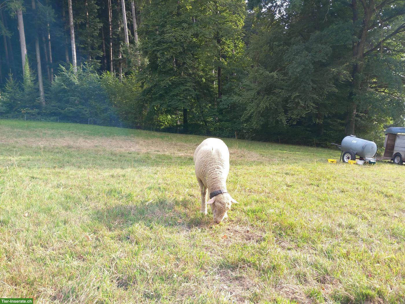 Bild 3: Reinrassiger WAS Widder zu verkaufen