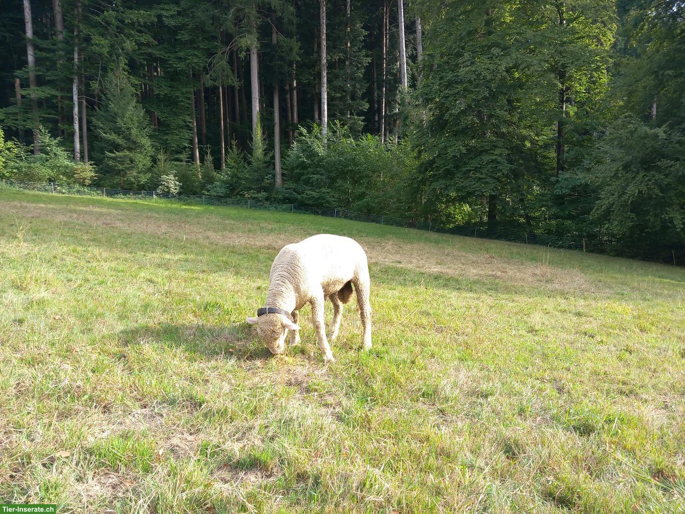 Bild 4: Reinrassiger WAS Widder zu verkaufen