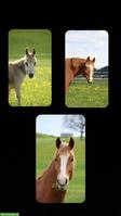Offenstall für 2 Pferde & 1 Zwergesel gesucht 🐴🫏