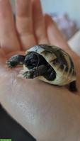 Baby Schildkröte sucht artgerechtes Zuhause