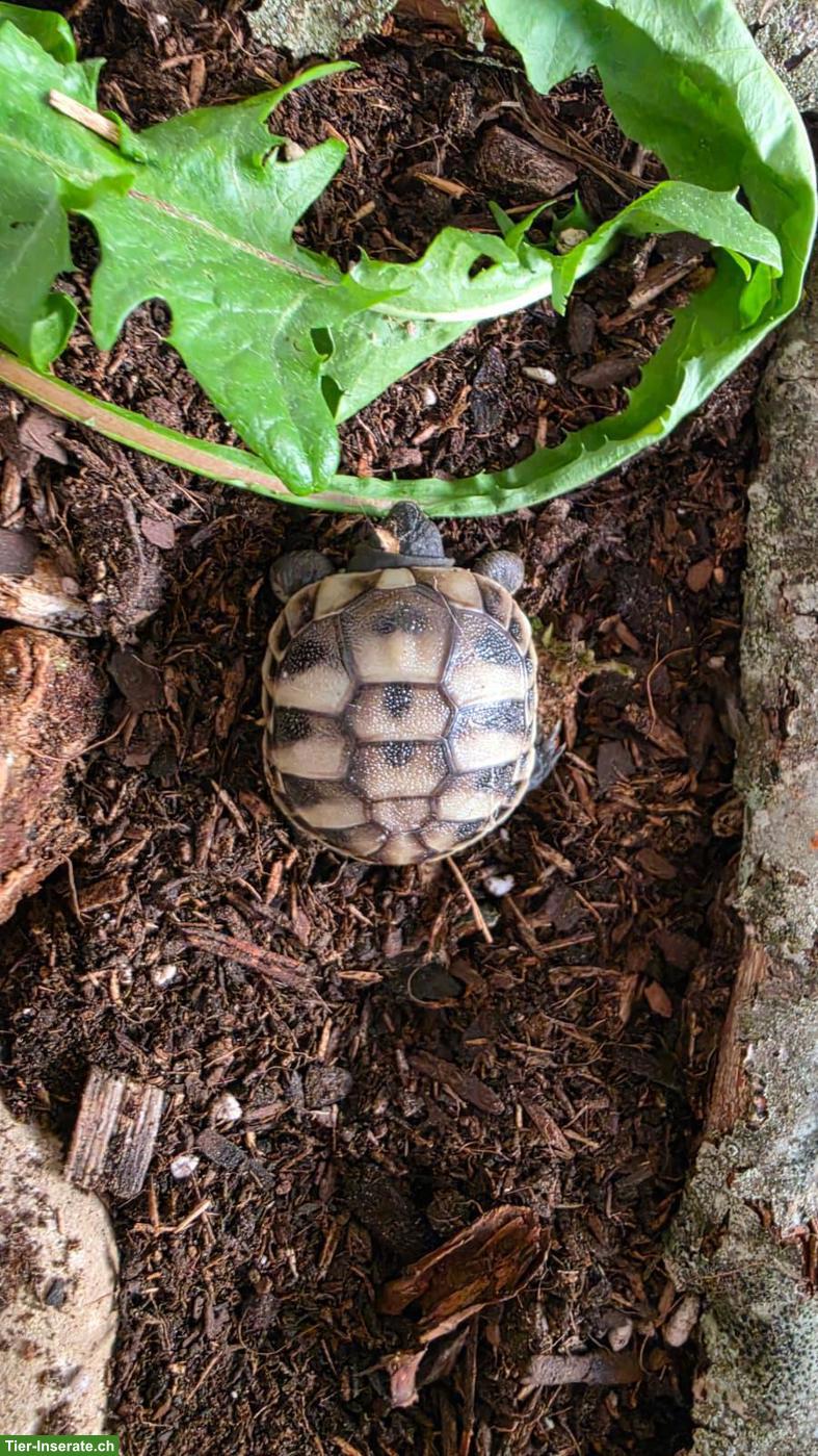 Bild 2: Baby Schildkröte sucht artgerechtes Zuhause