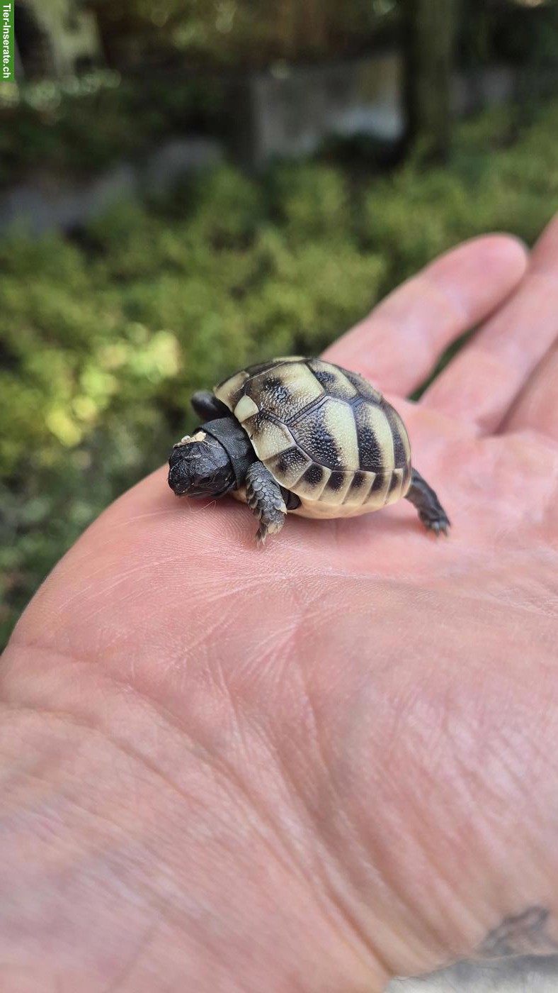 Bild 3: Baby Schildkröte sucht artgerechtes Zuhause