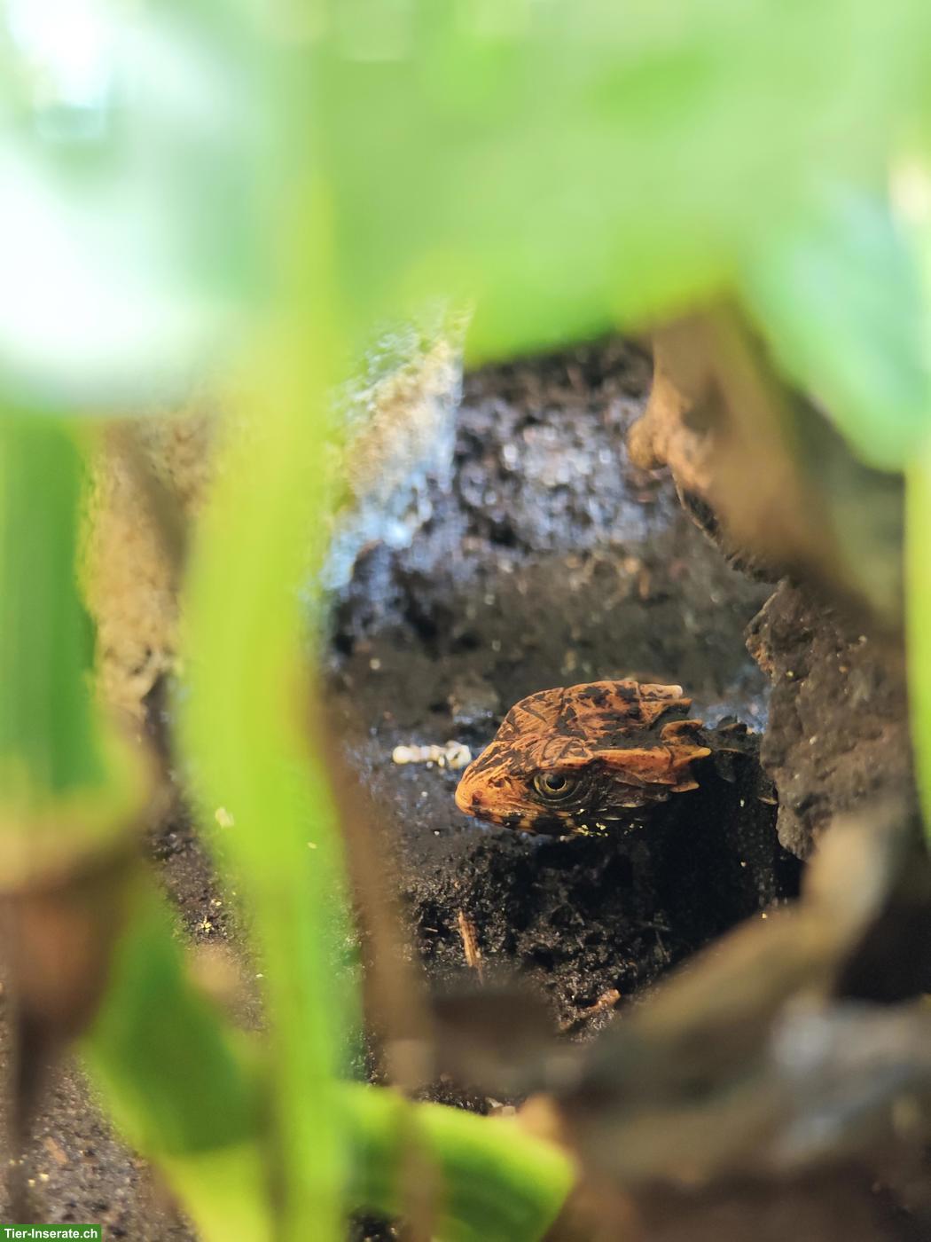 Tribolonotus gracilis / Rotaugen-Buschkrokodil
