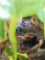 Tribolonotus gracilis / Rotaugen-Buschkrokodil