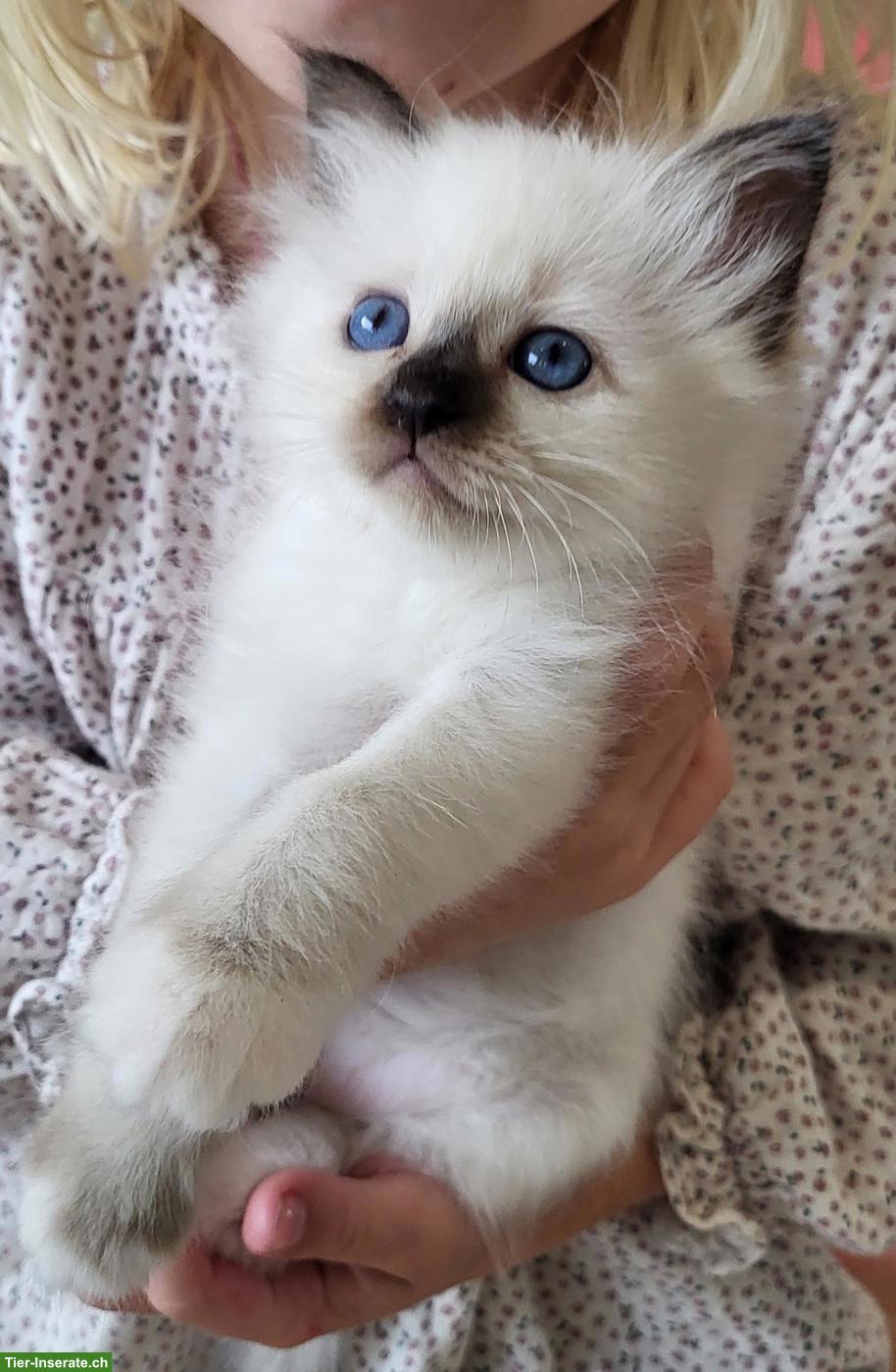 Liebevolle Heilige Birma Kitten in Seal Point suchen ihr Zuhause