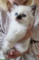 Liebevolle Heilige Birma Kitten in Seal Point suchen ihr Zuhause