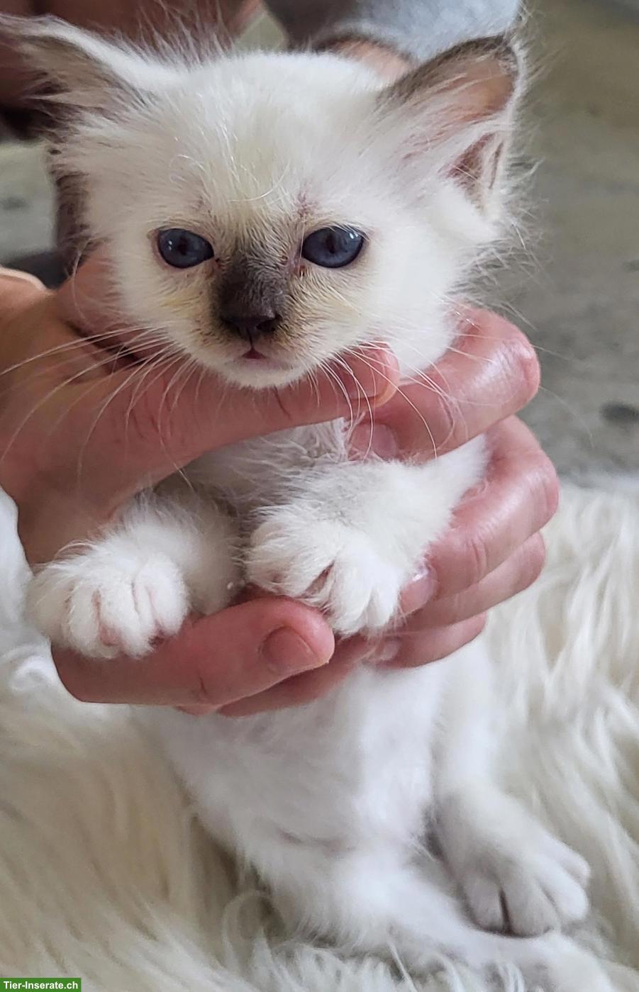 Bild 2: Liebevolle Heilige Birma Kitten in Seal Point suchen ihr Zuhause