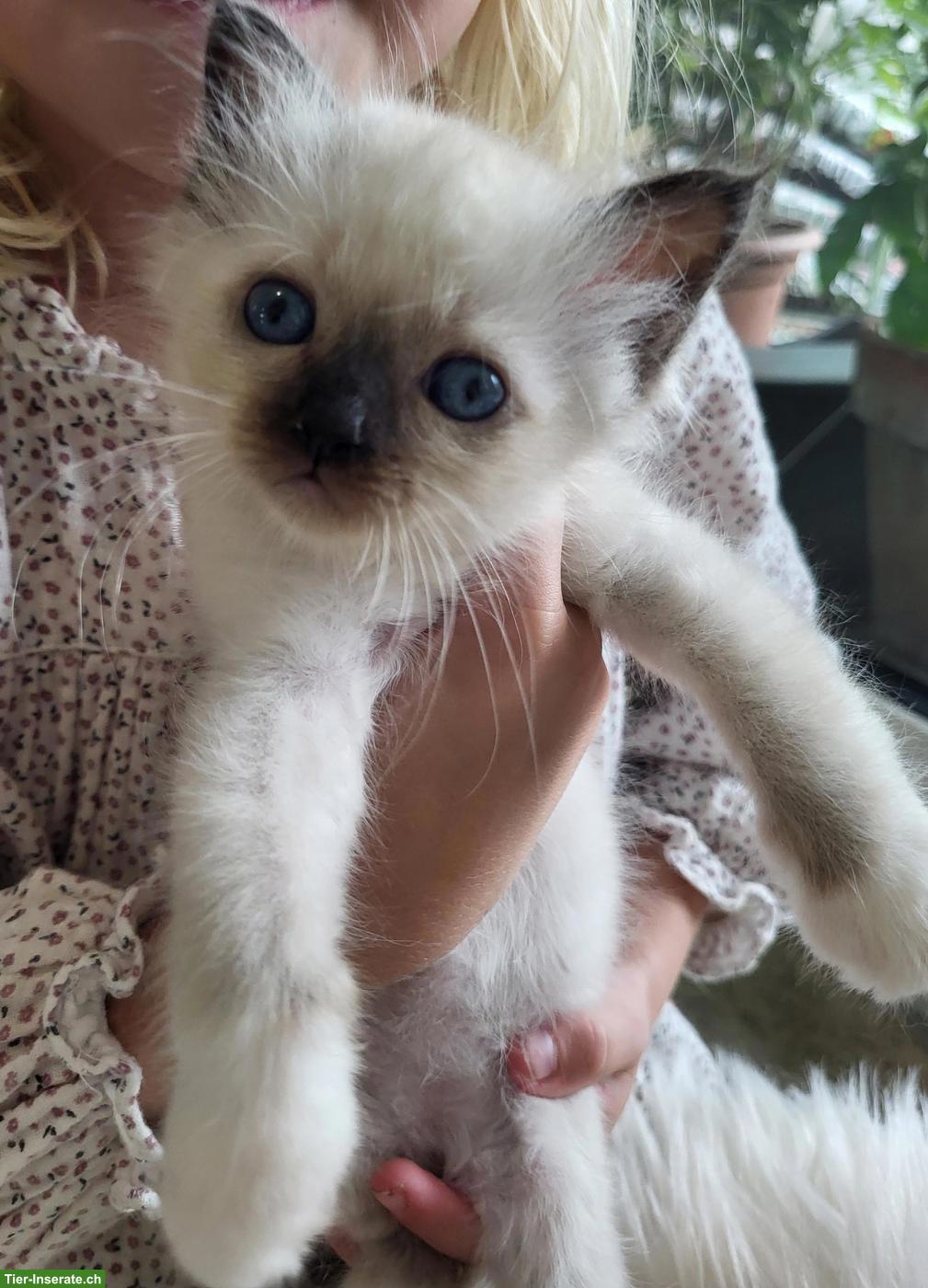 Bild 3: Liebevolle Heilige Birma Kitten in Seal Point suchen ihr Zuhause