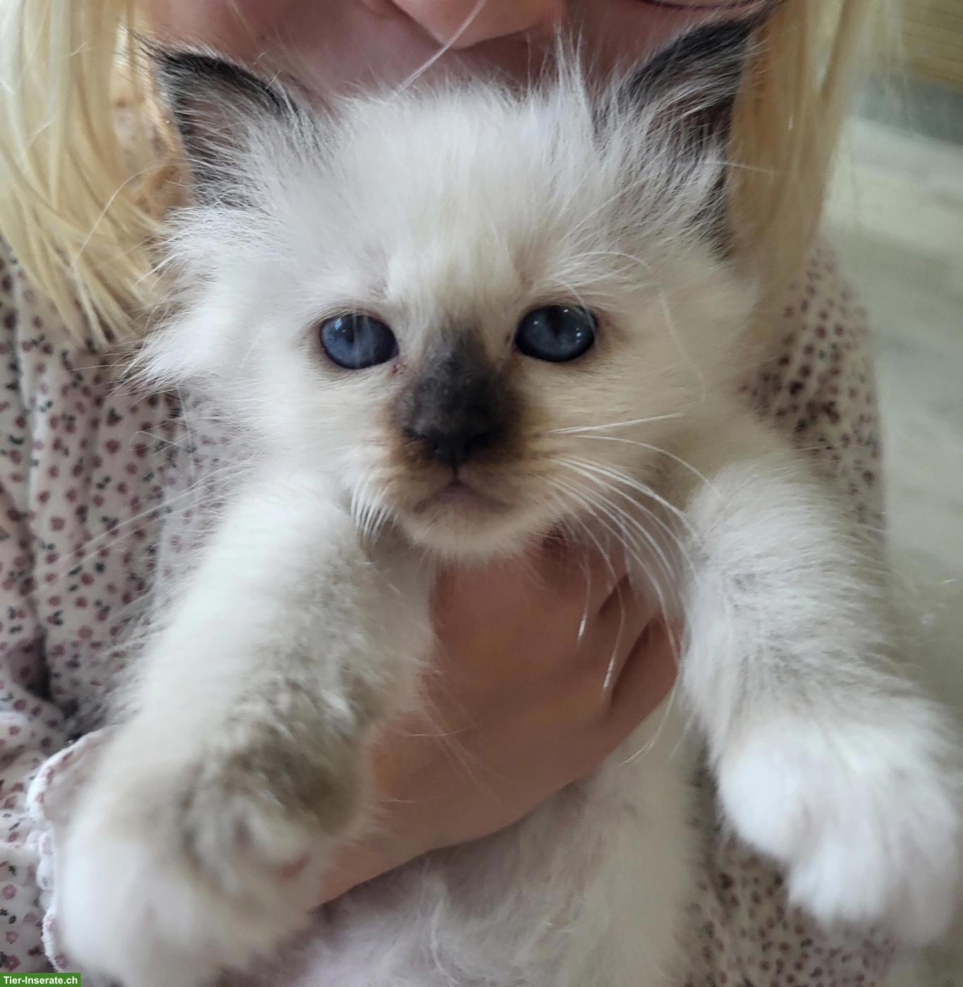 Bild 4: Liebevolle Heilige Birma Kitten in Seal Point suchen ihr Zuhause