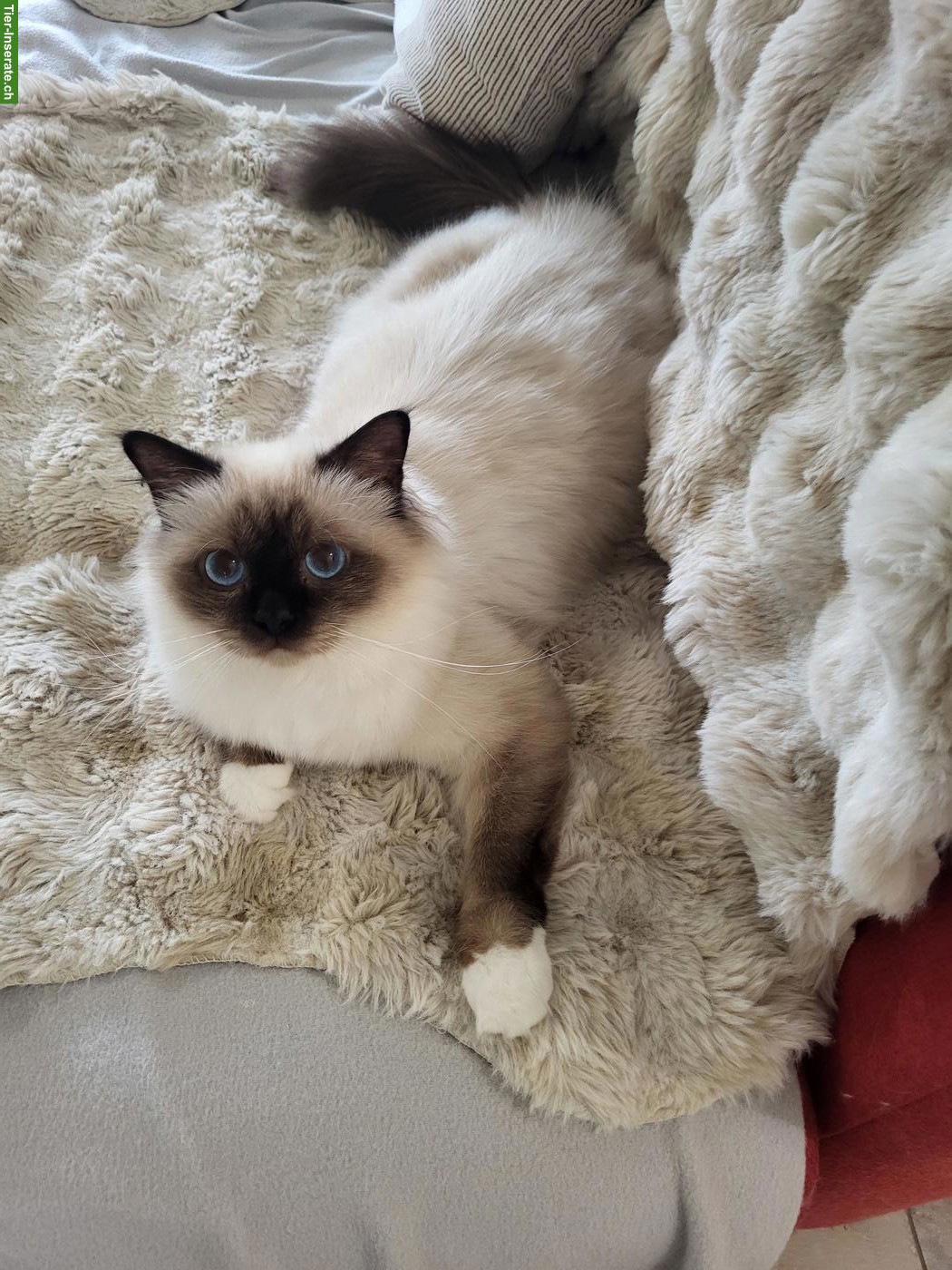 Bild 5: Liebevolle Heilige Birma Kitten in Seal Point suchen ihr Zuhause