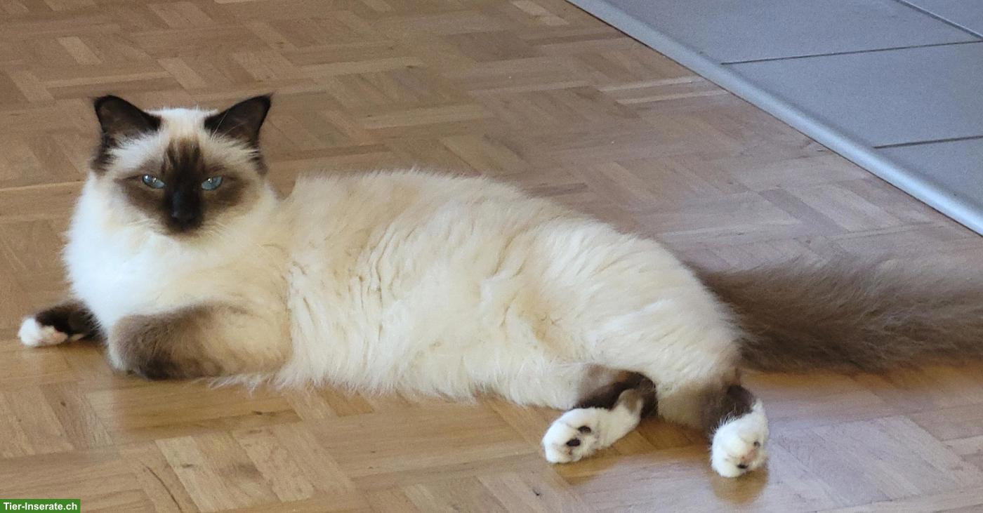 Bild 6: Liebevolle Heilige Birma Kitten in Seal Point suchen ihr Zuhause